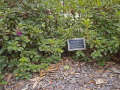 An azalea bush with a memorial marker for Merle Lee Schwartz, on the left side of the synagogue, along the fence parallel to Barnwell Avenue NW.