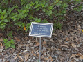 A close-up view of the memorial marker in memory of Doris Baumgarten’s friends, in front of the azaleas.