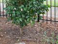 A memorial marker for Andrea “Ahni” Rush, in the right, front area of the synagogue, to the right of the memorial shrub for Harold Alan Rudnick. It is unclear whether the memorial marker is for the shrub in the background or another plant that is no longer there. The metal fence along the front of the synagogue property is partially visible behind the shrub. Greenville Street NW is partially visible through the fence.