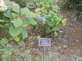 A hydrangea bush and memorial marker for Virginia L. Yaeger, in the right, front area of the synagogue, to the right of the memorial shrub for Andrea “Ahni” Rush. The metal fence along the front of the synagogue property is partially visible behind the hydrangea. Greenville Street NW is partially visible through the fence.