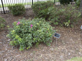 An azalea plant, with a memorial marker in memory of Lee Merritt Levian, along the fence in front of the synagogue. Greenville Street NW is partially visible through the fence. There is a blank memorial marker to the right of this plant.