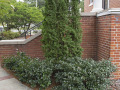A view of the landscaping on the right, front of the synagogue, showing the specific location of each memorial marker.